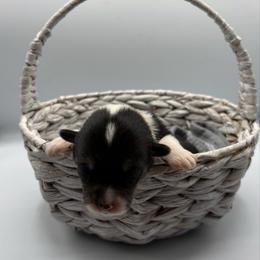 Orange Collar - Black and tan female Pembroke Welsh Corgi puppy in Abingdon, Virginia from Em-K Kennels