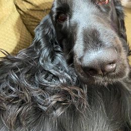 Field Spaniel All Grown Up from Catera Field Spaniels