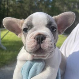 French Bulldogs from Coressa’s Frenchies