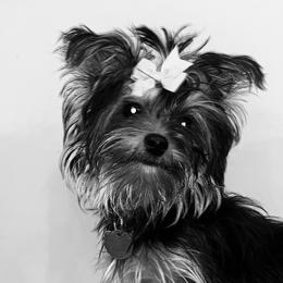 Yorkshire Terrier Puppies from Missy Lu Lap Puppies