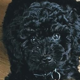 Poodles from Coats & Tails Dog