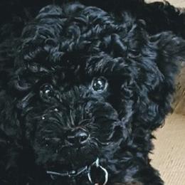 Poodles from Coats & Tails Dog
