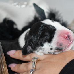 Great Dane Puppies from Gigantes de Cervantes
