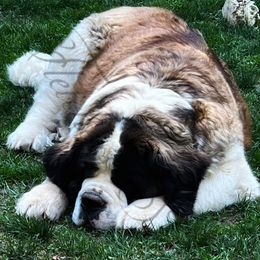 Finley - Saint Bernard