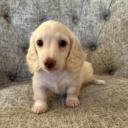 Lennon - Cream male Dachshund puppy in Fort Gibson, Oklahoma from Cooper’s Dachshunds