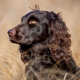 Mary - Boykin Spaniel