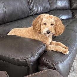 Emmie - Bernedoodle
