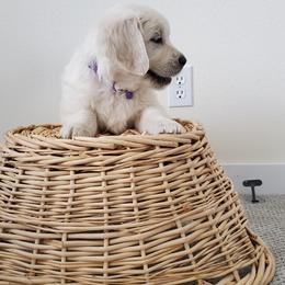 Golden Retriever Puppies from Eagle River Golden Retriever Farm