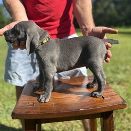 Ms. Yellow - Blue female Weimaraner puppy in Appling, Georgia from Georgia Line Weimaraners