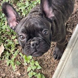 Girl 5 - Brindle female French Bulldog puppy in Comfort, Texas from Gwaltney Frenchies