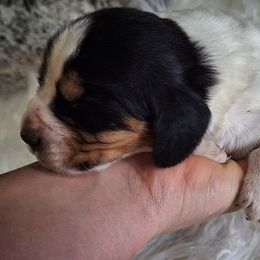 Earl - Mahogany and white male Basset Hound puppy in Mack's Creek, Missouri from Mack's Creek Basset Hounds