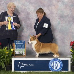 Cardigan Welsh Corgi puppies from Heulwen Cardigans