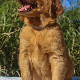 Golden Retriever Puppies from Sunshine Goldens