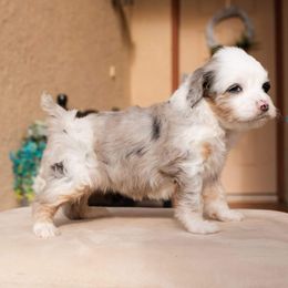 Aussiedoodle and Goldendoodle Puppies from Ever After Doodles Arizona