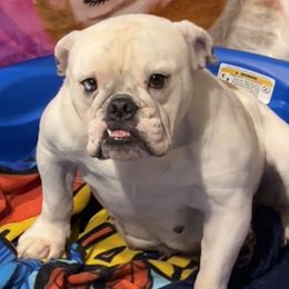 Pearl  - Bulldog