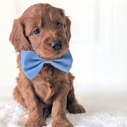Otter Pop - Red  male Goldendoodle puppy in Blackfoot, Idaho from Riverside Poodles