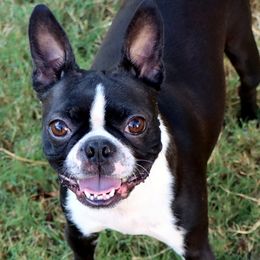 Boston Terriers, Bulldogs, and French Bulldogs from JP Ranch Bulldogs
