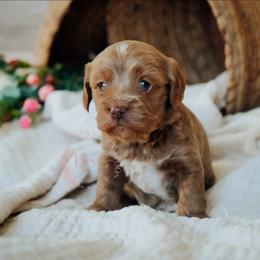 Yellow collar boy - Buff male Cockapoo puppy in Missoula, Montana from Big Sky Cockapoos