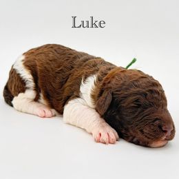 Luke - Chocolate male Goldendoodle puppy in Milford, Pennsylvania from Doodles Are Golden