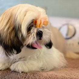 Shih Tzus from Secret Shih Tzu