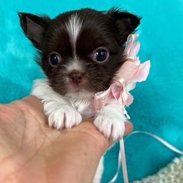 Anna - Chocolate and white female Chihuahua puppy in Mesa, Arizona from Arizona Dream Chihuahuas