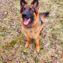 Oakley - German Shepherd