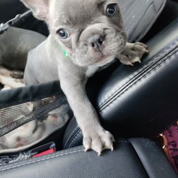 French Bulldog Puppies from Legends Frenchton's and French Bulldogs