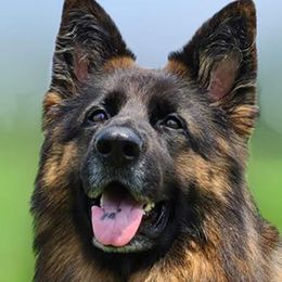 Zarah - German Shepherd