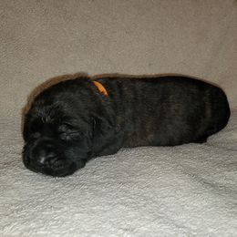 Girl 3 - Brindle Mastiff puppy in Aurora, Colorado from Bratay Mastiffs