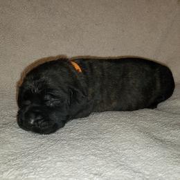 Girl 3 - Brindle Mastiff puppy in Aurora, Colorado from Bratay Mastiffs