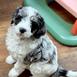 Jewel - Parti female Goldendoodle puppy in Great Falls, Montana from AnneLuna Goldendoodles