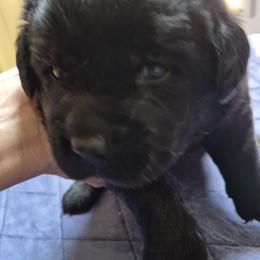 Rocky Orange collar - Black male Labrador Retriever puppy in Greenwich, Ohio from Pure Gem Kennel