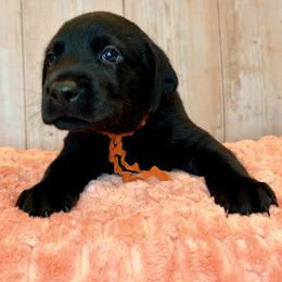 Orange Collar Black Male - Black male Labrador Retriever puppy in Gainesville, Georgia from Rucker Retrievers