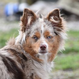 Finley - Toy Australian Shepherd