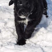 Border Collie, Golden Retriever, and Sporty Mix Puppies from Kreger's K9s