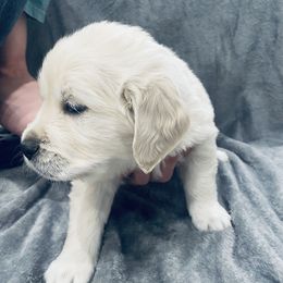 Golden Retriever Puppies from Valiant Goldens