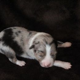 Miniature Australian Shepherd Puppies from Rolling Oaks Farm