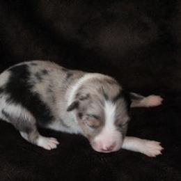 Miniature Australian Shepherd Puppies from Rolling Oaks Farm