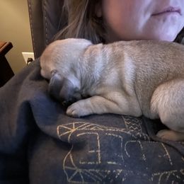 French Bulldog and Pug Puppies from Peachy Pugs