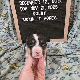 Colby - Black and tan male Pembroke Welsh Corgi puppy in Chariton, Iowa from Kickin It Acres BCs