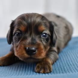 Dapple boy - Dapple male Dachshund puppy in Empire, Alabama from Heart of Dixie Kennel