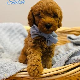 Chow Chow, Goldendoodle, and Poodle Puppies from Regal Canine Creations