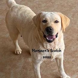 SCOTCH - Labrador Retriever