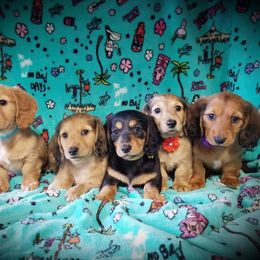 Dachshund Puppies from Gale’s Gorgeous Dachshunds