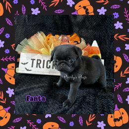 Fanta - Black male Pug puppy in Summerville, Georgia from Pearly’s Pugs & Pollywog Poodles