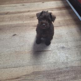 Clarissa - Liver female Miniature Schnauzer puppy in Warrenville, South Carolina from All Paws Pet Resort