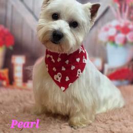 Pearl - West Highland White Terrier