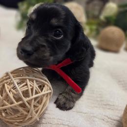 Cozmo - Black and cream male Dachshund puppy in Centerville, Georgia from Mel's LowRider Ranch