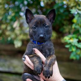 Royal - Black brindle male Dutch Shepherd puppy in Auburn, Georgia from Faberge Hollandse Herdershond