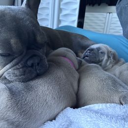 French Bulldog Puppies from Upcountry Frenchies